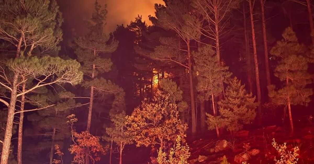 Adana’da orman yangını