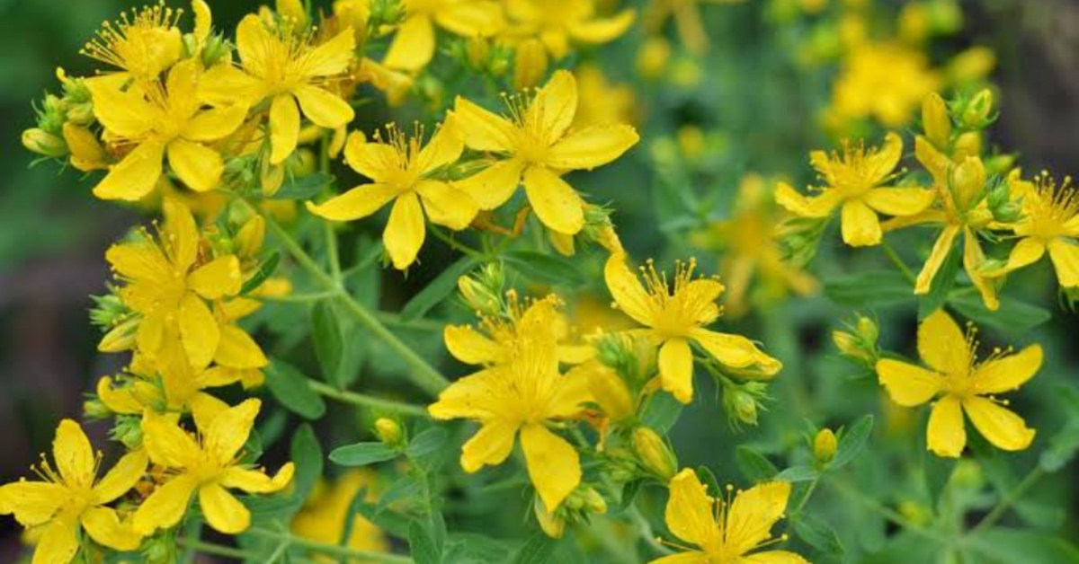 Yararları saymakla bitmeyen sarı kantaron yağı akciğer tansiyonuna neden olabilir